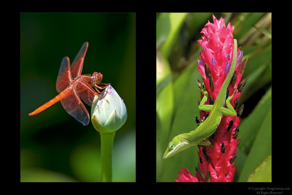 Dragonfly & Anole, Greg Lawson Galleries