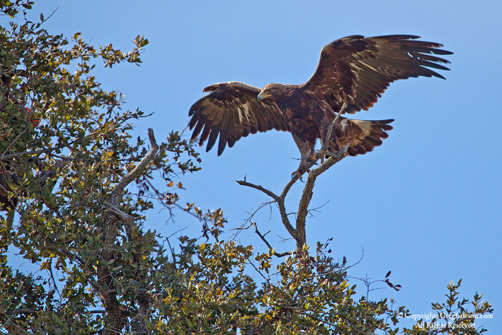 Golden Eagle, Greg Lawson Galleries, Sedona