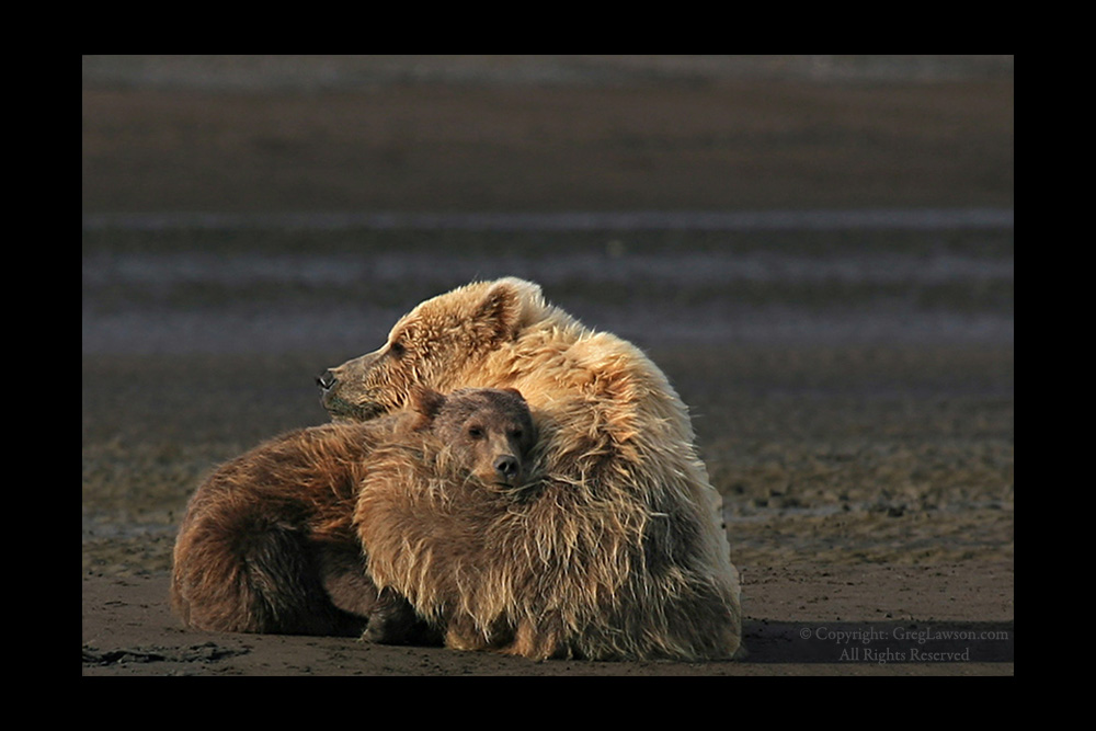 Bears snuggle, Greg Lawson Wildlife Photography, Greg Lawson Galleries