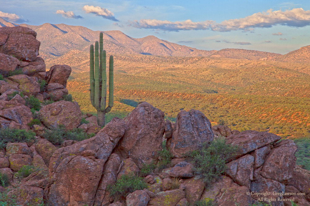 Saguaro Sentinel copyright Greg Lawson Galleries