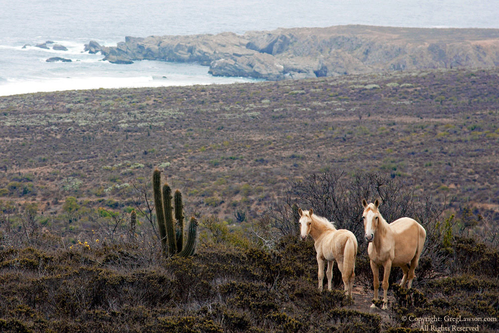 Chilean horses, Greg Lawson Photography Galleries