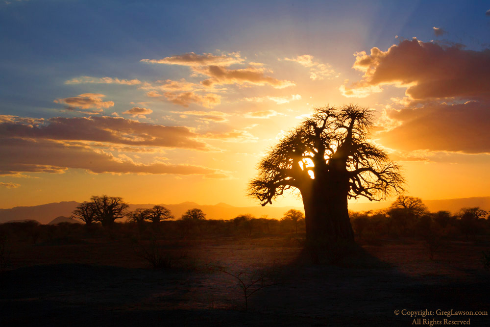 A mighty baobab poking at the sky in Tanzania, Greg Lawson photography galleries