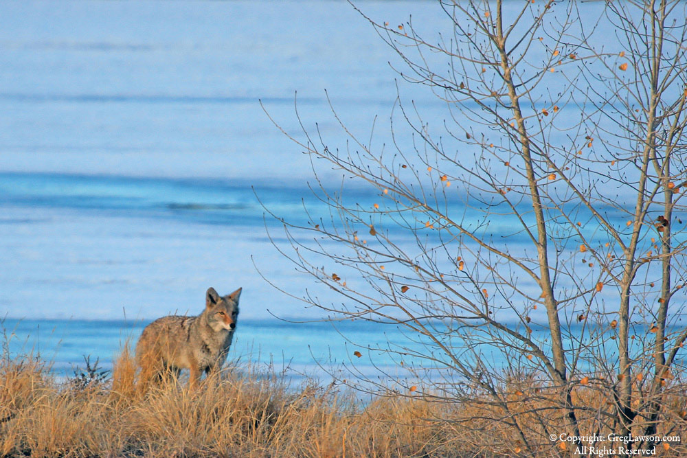 Coyote comes off the ice in the Great Plains, USA, Greg Lawson Galleries