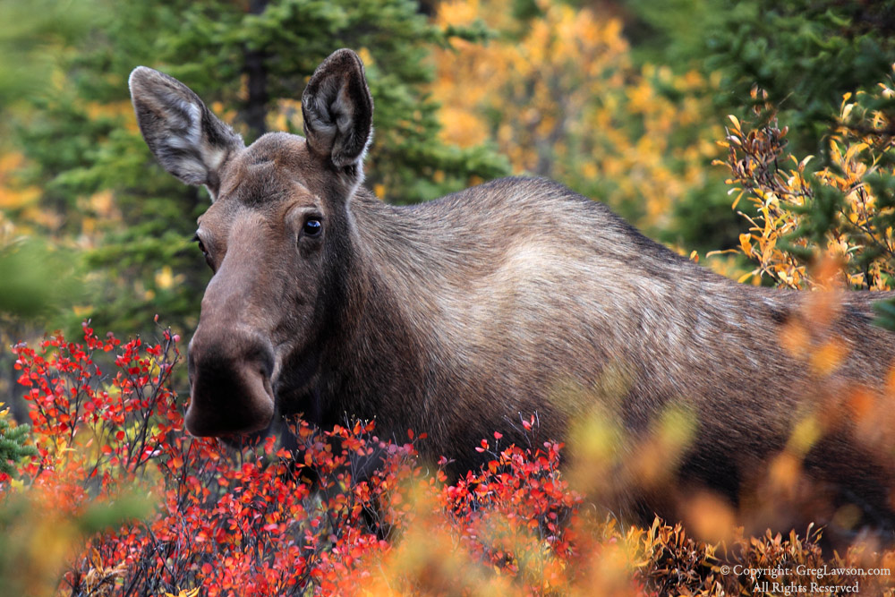 Browsing moose in Denali's garden, Alaska, Greg Lawson photography