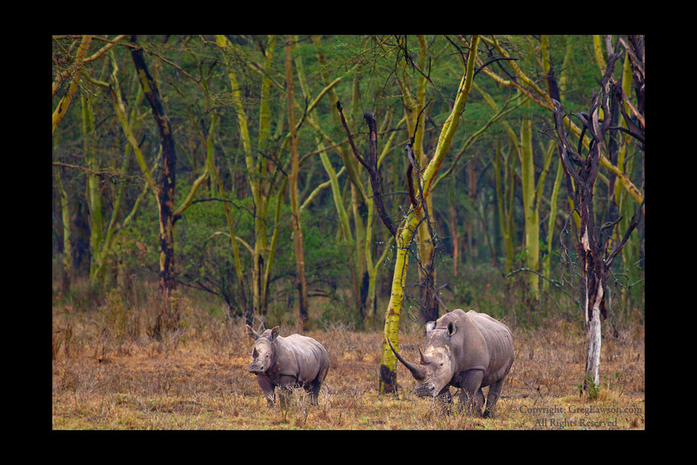 Rhino pair in East Africa - Wildlife photography at Greg Lawson Galleries Sedona