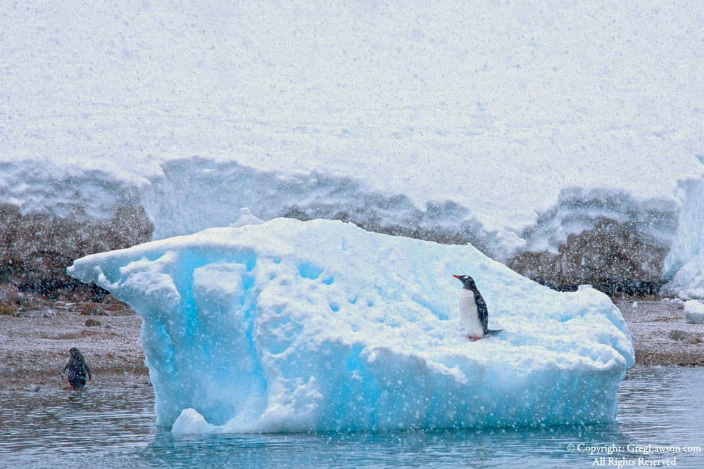 Penguins part in Antarctica, Greg Lawson Galleries