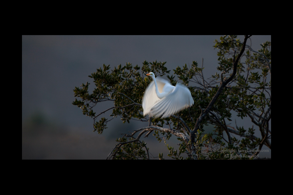 Sedona art gallery Greg Lawson's "Passion for Place" features wildlife photography from around the world