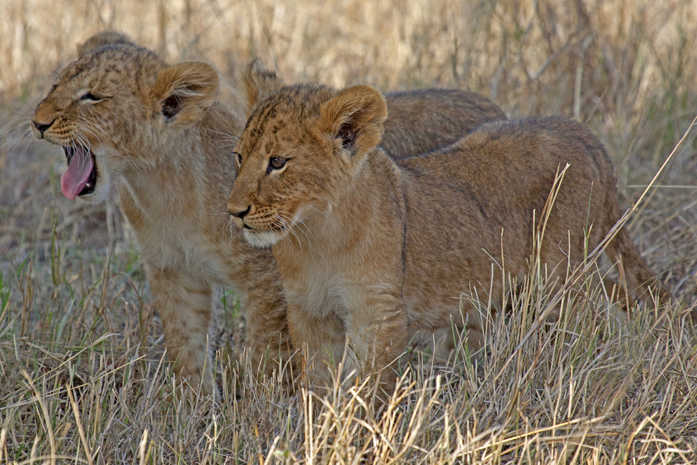 Kenya Kittens, lion cubs, Greg Lawson Galleries