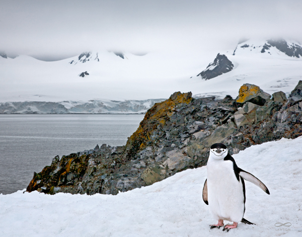 "Welcome To My Home" -- A chin strapped penguin plays the role of a welcoming host when I rounded a corner and stumbled upon its Antarctic niche.