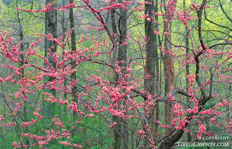 Appalachian Spring, Greg Lawson Photography, Roots of Contentment