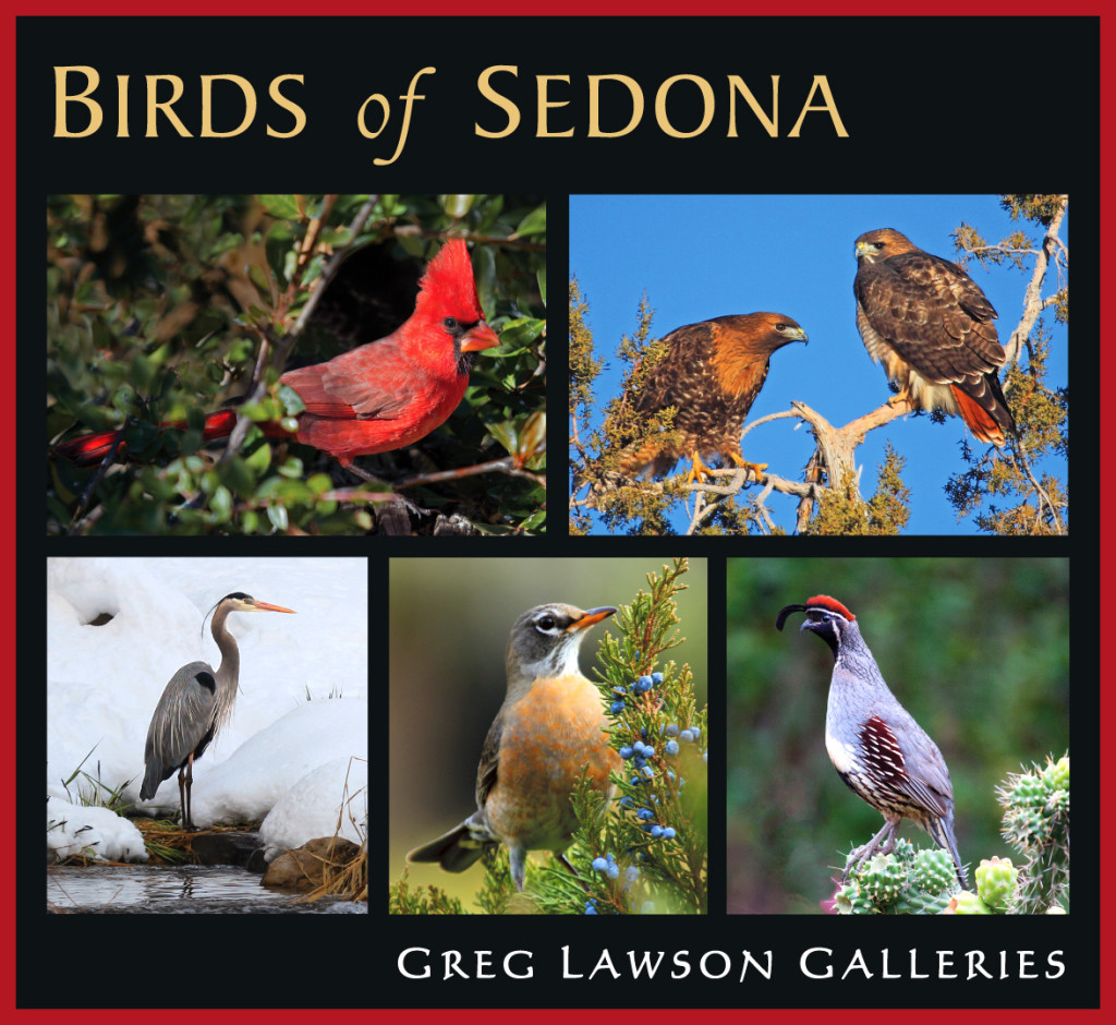 "Birds of Sedona" with Dena Greenwood at Greg Lawson Galleries