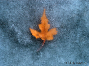 Iced Maple by Greg Lawson