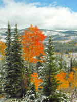 "Fall Into Winter" at Greg Lawson's Passion for Place Gallery in Sedona, Arizona