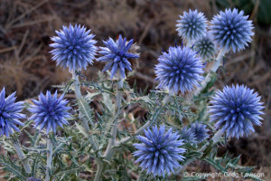 Wild blue globe thistles in the south of France