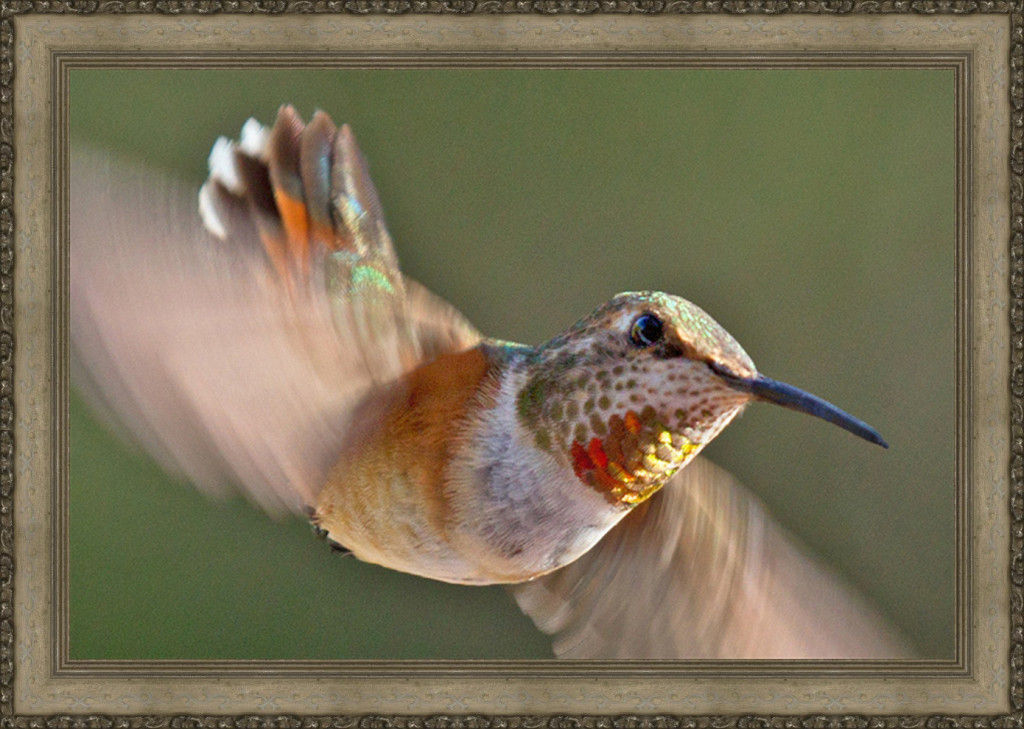 Sedona Hummingbird Festival Season at Greg Lawson Galleries