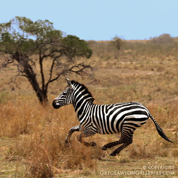 "Born Free" - Greg Lawson's encounters with wildlife at Greg Lawson's Passion for Place art gallery in Sedona, Arizona