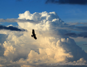 Greg_Lawson_Photography_Galleries_Summer_Winds