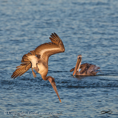 Brown Pelicans Greg Lawson