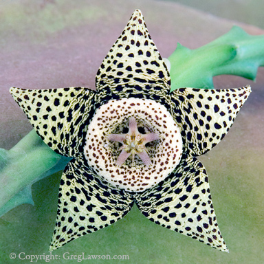 Stapelia Copyright Greg Lawson