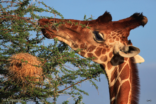 Giraffe nibbles thorn acacia in East Africa savannah. Image copyright Greg Lawson