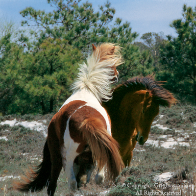 Wild horses roam free and play wild on Assateague Island. Photograph Copyright Greg Lawson
