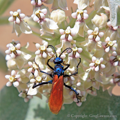 Tarantula Hawk feeds off the flowers of Milkweed, Greg Lawson Photography