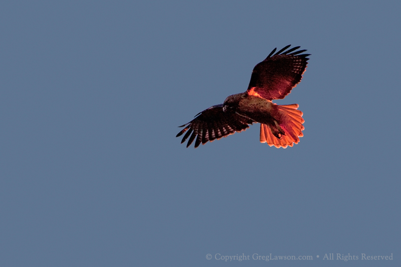 Red-tailed Hawk, Greg Lawson Galleries, Sedona