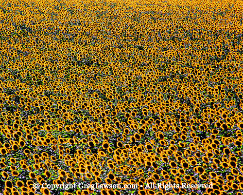 Sunflowers Greg Lawson Photography Art Gallery Sedona