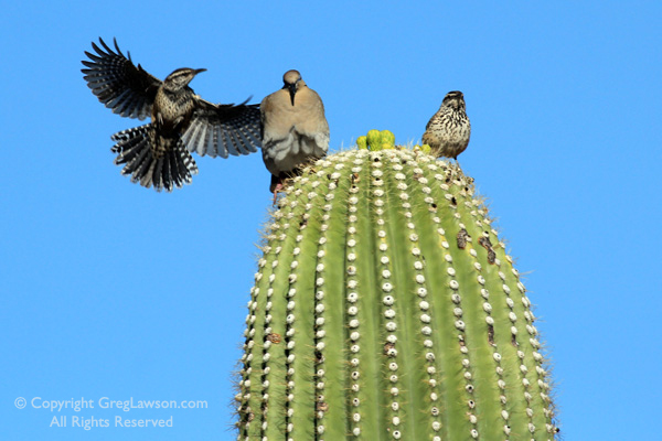 Greg-Lawson-Photography-Saguaro-Birds