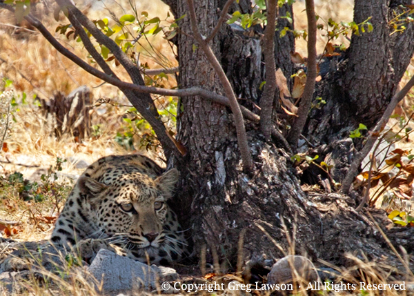 Crouching Leopard Copyright Greg Lawson