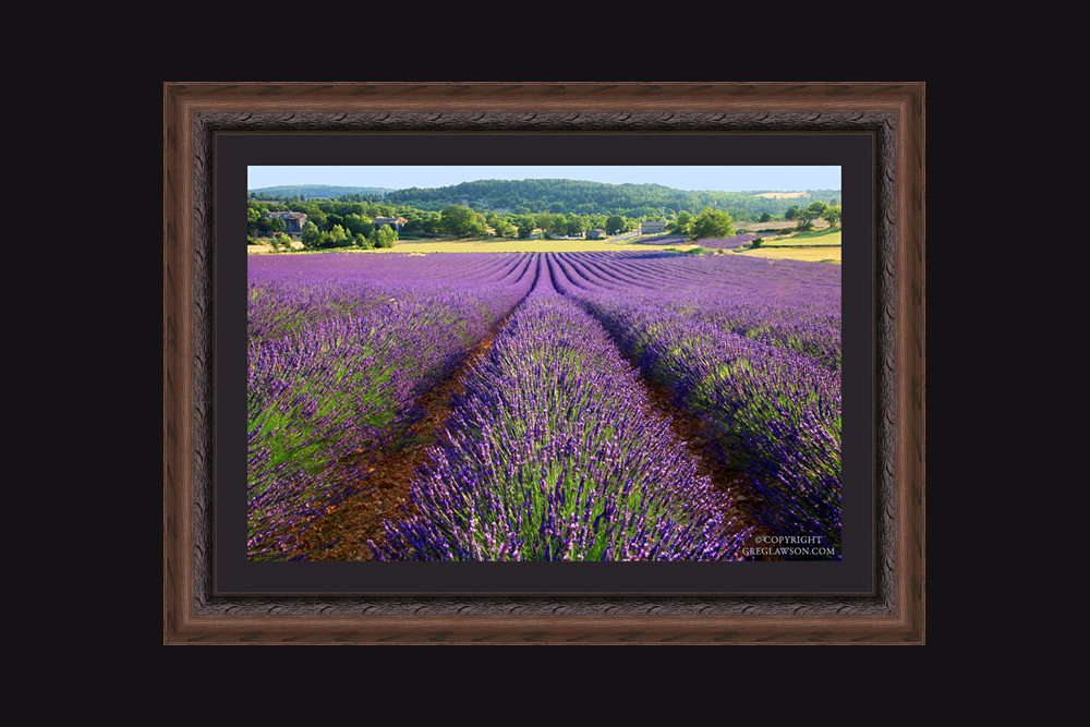 Fields of lavender perfume the air with the signature fragrance of Provence, France. Copyright Greg Lawson Art Gallery, Sedona, Arizona.