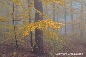 Czech Beech Forest   