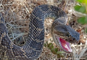 Rattlesnake Repast                              