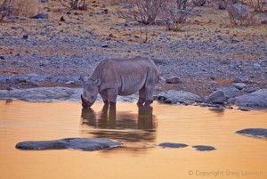 Rare Black Rhino                               