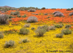 Mojave Swatches    