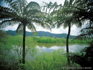 New Zealand Tree Ferns      