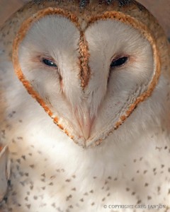 Owl Love You Always                              