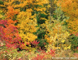 Autumnal Potpourri           