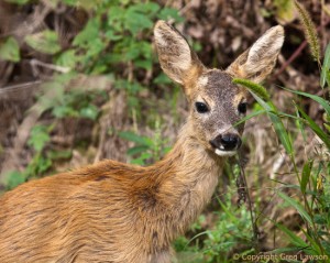 Hungarian Deer                      