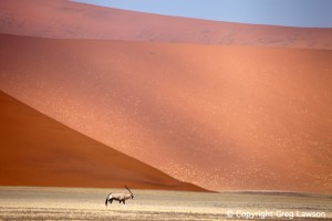 Oryx of the Sand                              