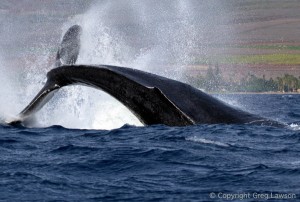 Whale of a Tail         