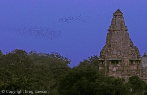 Flight at Khajuraho     