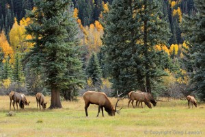 Rocky Mountain Elk                            