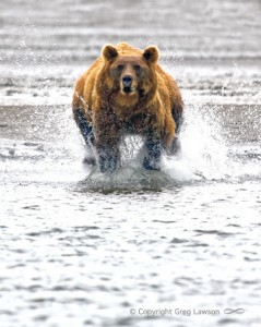 Grizzly Catch                