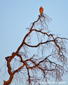 Fiery Hawk                    