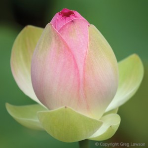 Lotus Awakening    