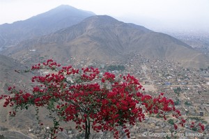 Peruvian Brights    