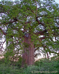 Red Bark Baobab     