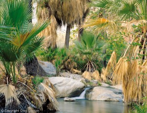 Sonoran Oasis  