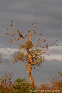 Storied Stork                      